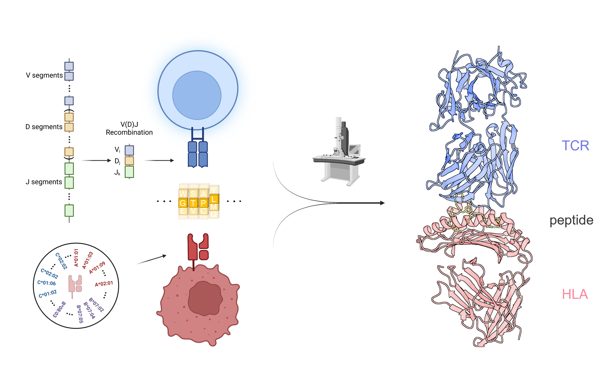 NEOM: Multi-strategies embedded framework for neoantigen vaccine maturation